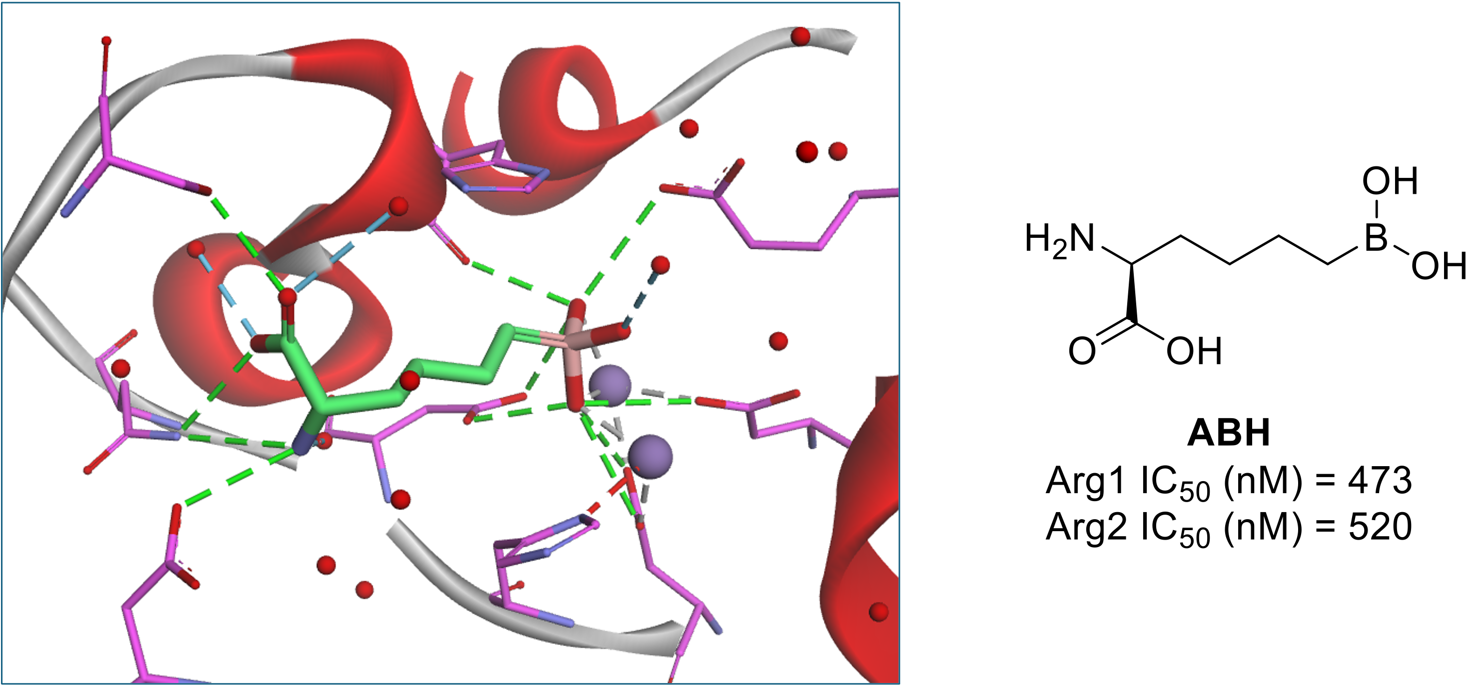 Active site of Arg2