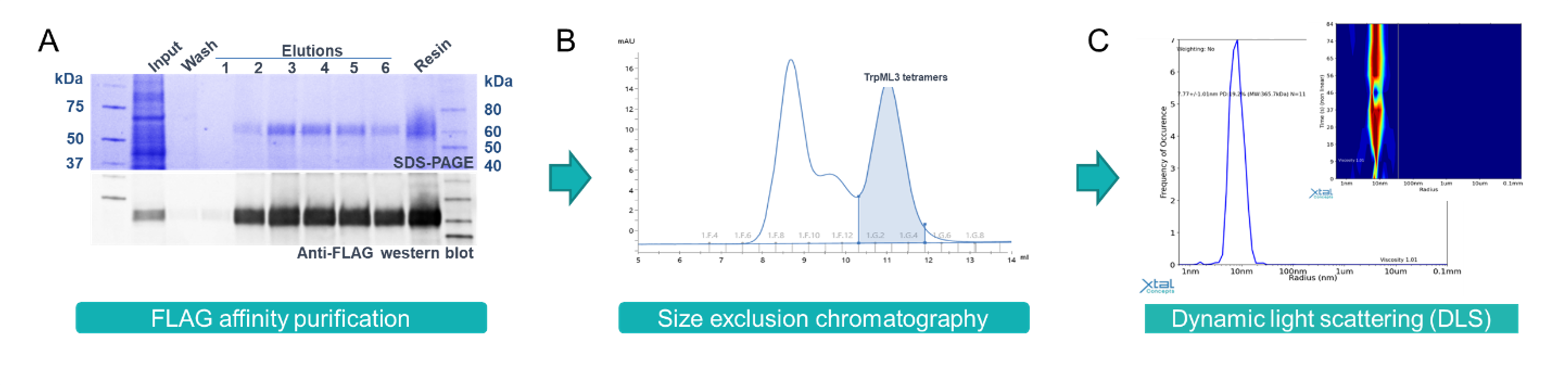 Purification of LMNG detergent solubilised TrpML3