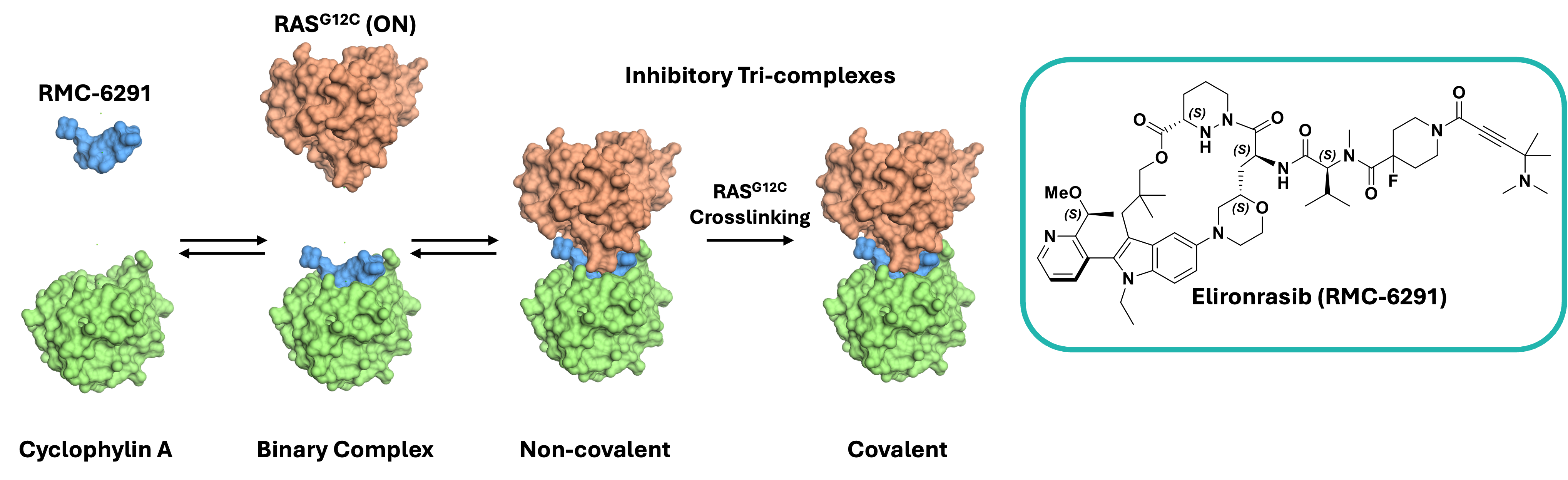 Schematic mechanism of tri-complex formation and Elironrasib (RMC-6291).