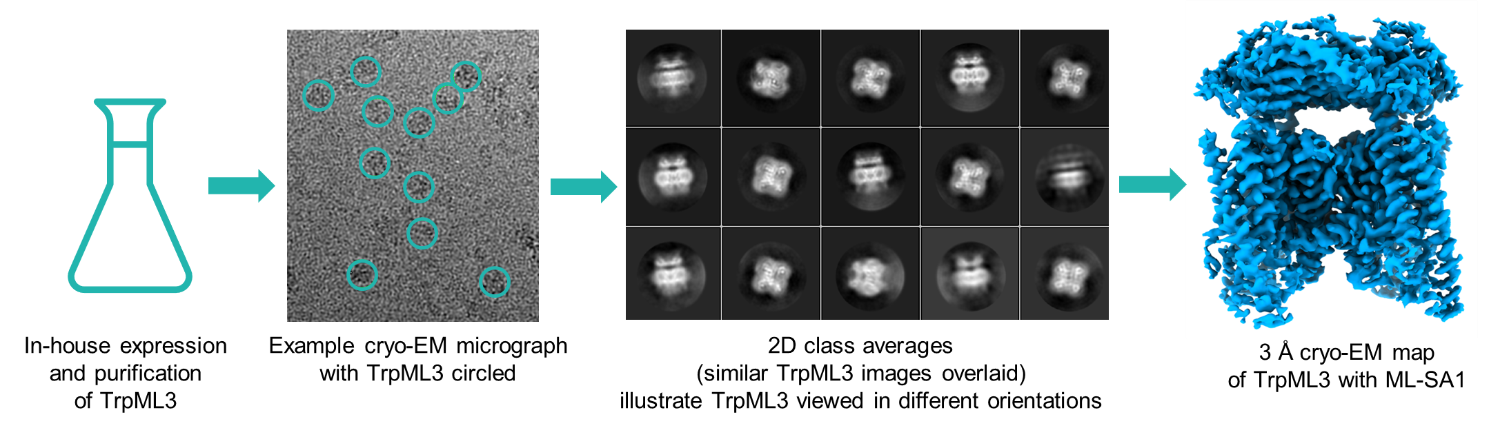 Flowchart for Cryo-EM analysis of TrpML3  