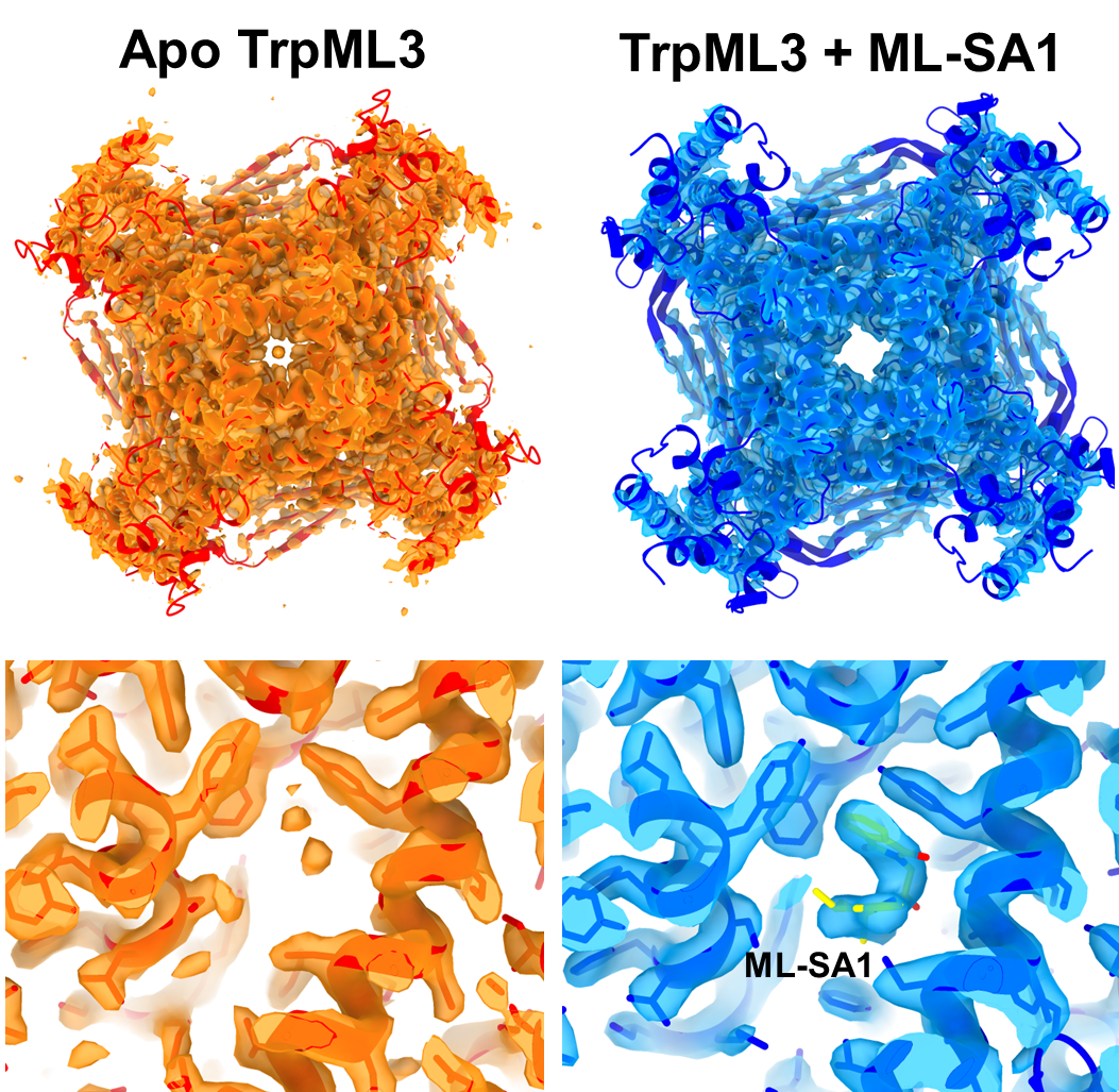 Comparison of post-processed electron-potential maps of apo orange and ML-SA1 bound TrpML3 blue