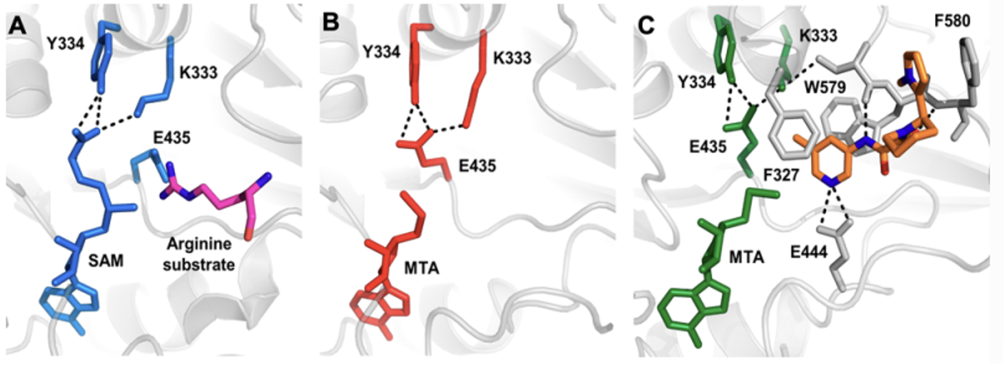 X-ray crystal structure of PRMT5 bound to: (A) SAM; (B) MTA; (C) 1-R and MTA.