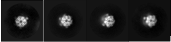 Selection of 2D class averages of RuvBL1/2 produced in RELION