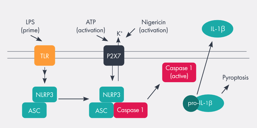 Inflammasome assay method