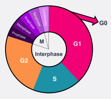 Diagram depicting the Cell Cycle